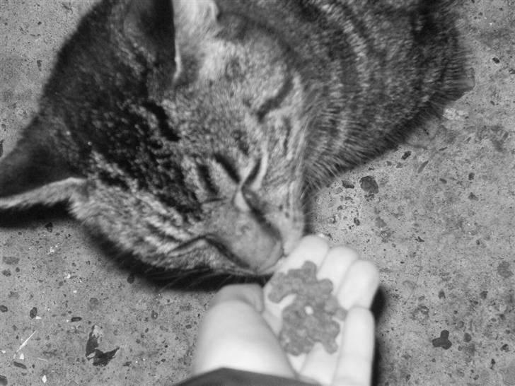 Blanding af racer Berta - Umm, dejlig mad <3. billede 2