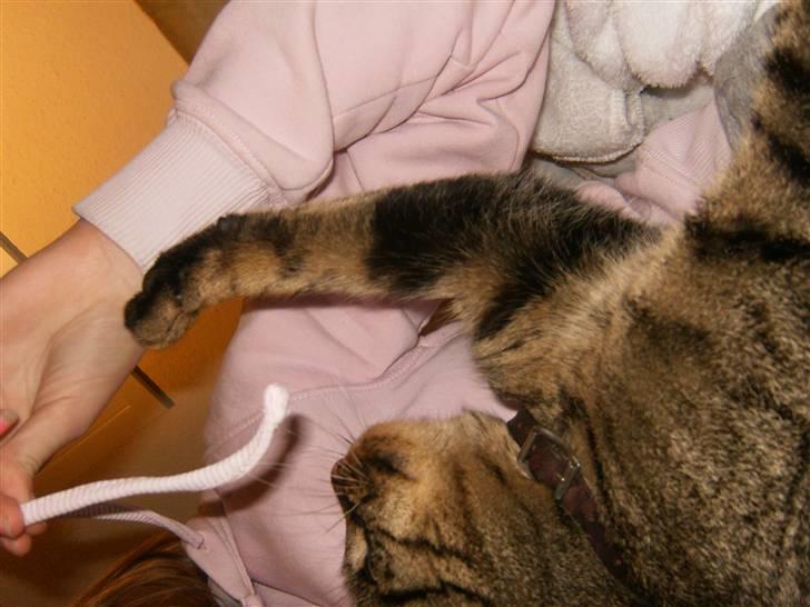 Blanding af racer Berta - En snor? *GG* billede 3