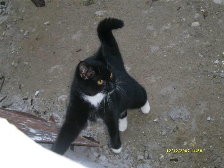 Blanding af racer Lullu (Død) :'( - Hopsa? billede 9