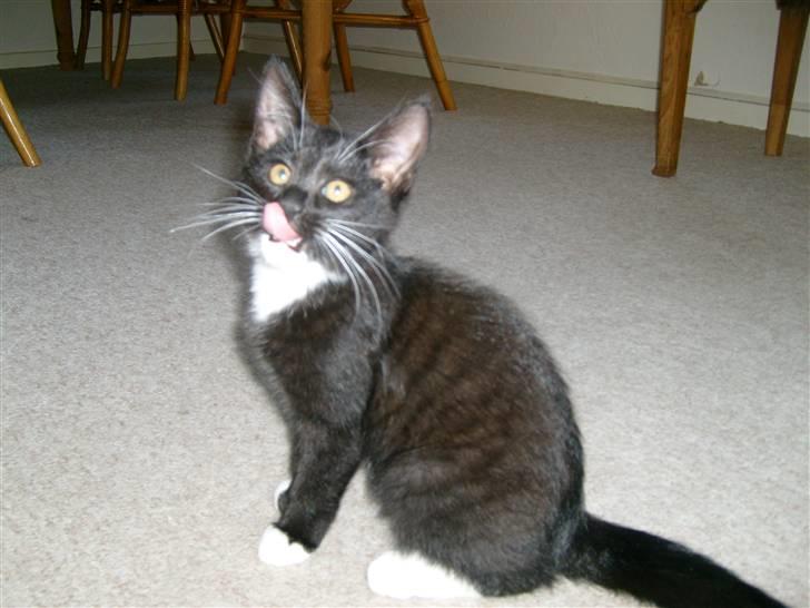 Blanding af racer Lullu (Død) :'( - Muums, jeg er sulten! billede 10