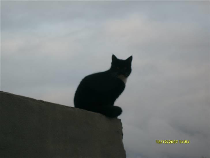 Blanding af racer Lullu (Død) :'( - Sidder høøjt oppe! ;) billede 11