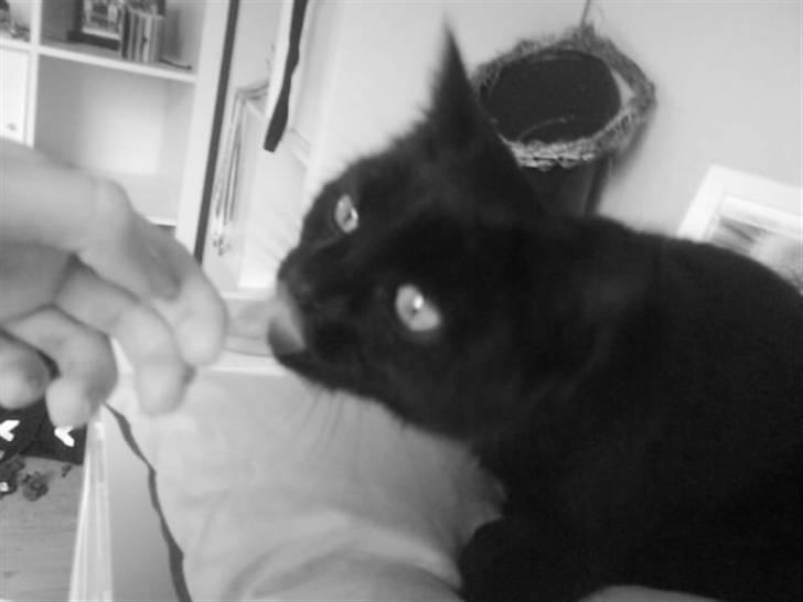 Blanding af racer Marie - Der sad lige noget på næsen :P billede 9