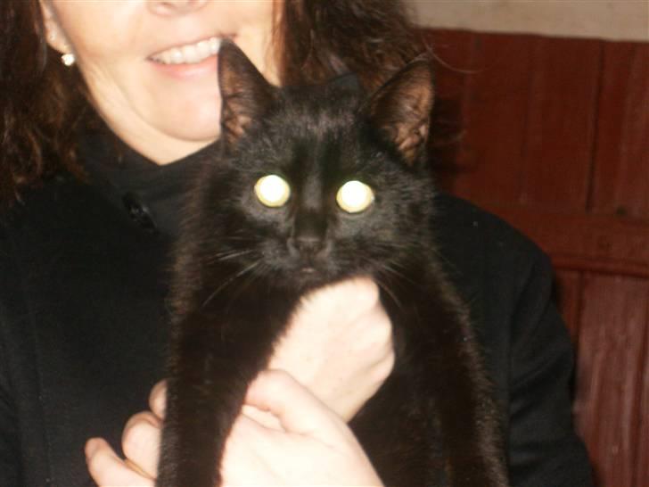 Blanding af racer Marie - <3 billede 10