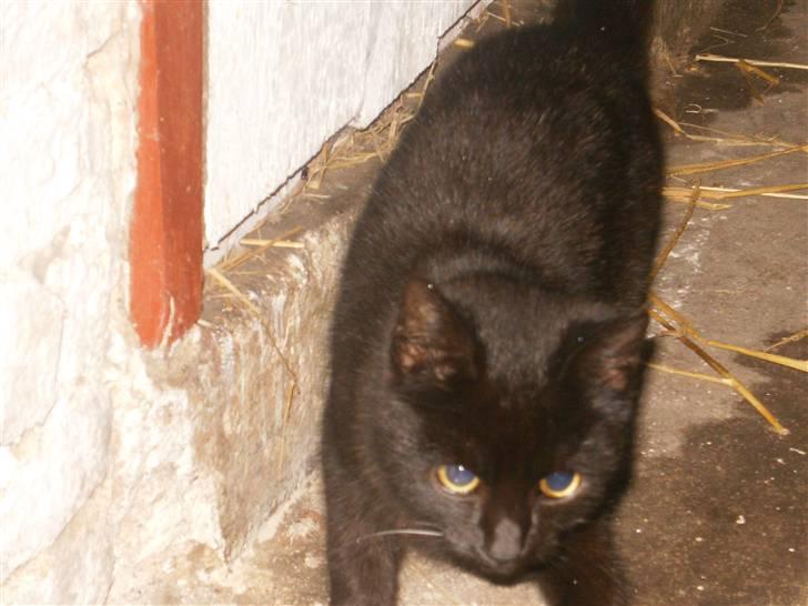 Blanding af racer Marie billede 11