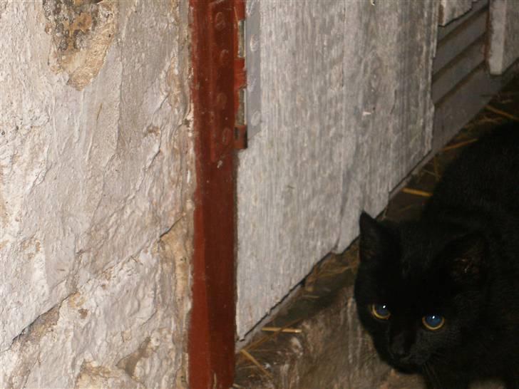 Blanding af racer Marie - Jeg kommer snigende :)<3 billede 12