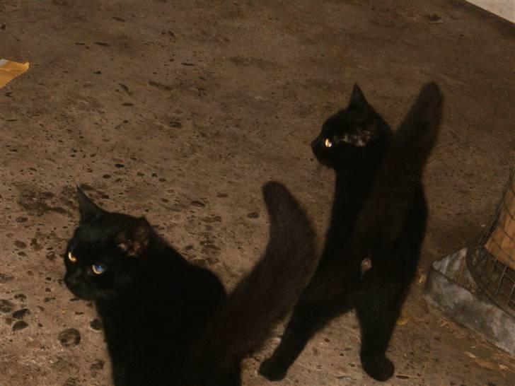 Blanding af racer Marie - Hænger altid ud men min bror :P billede 13