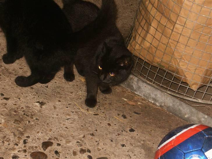 Blanding af racer Marie - Skal vi spille bold, bror-mand? billede 14