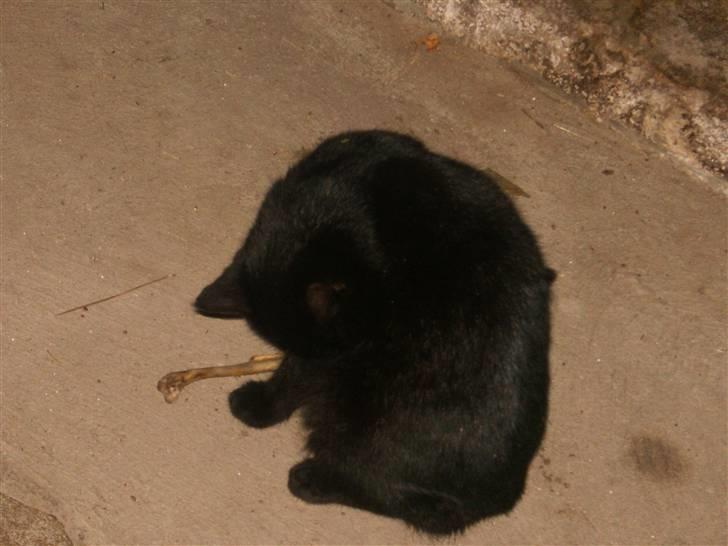 Blanding af racer Marie - Bare et lille hurtigt bad (: billede 15