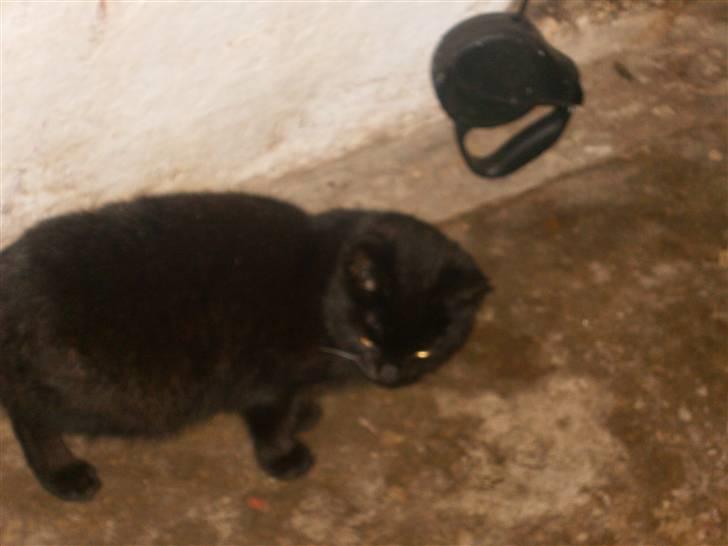 Blanding af racer Marie - (:<3 billede 16