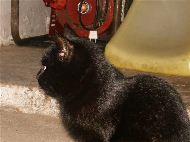 Blanding af racer Marie - Se hvor flot min pels skinner q; billede 17