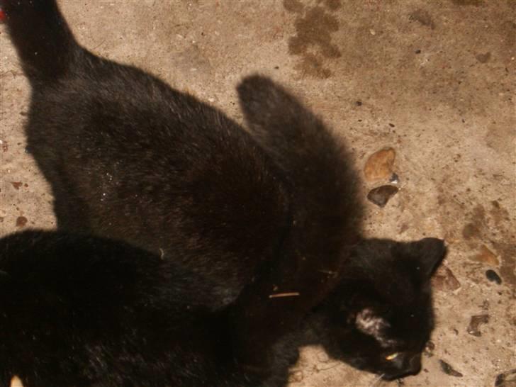 Blanding af racer Marie - Evig og altid søster & bror-mand<3 billede 19