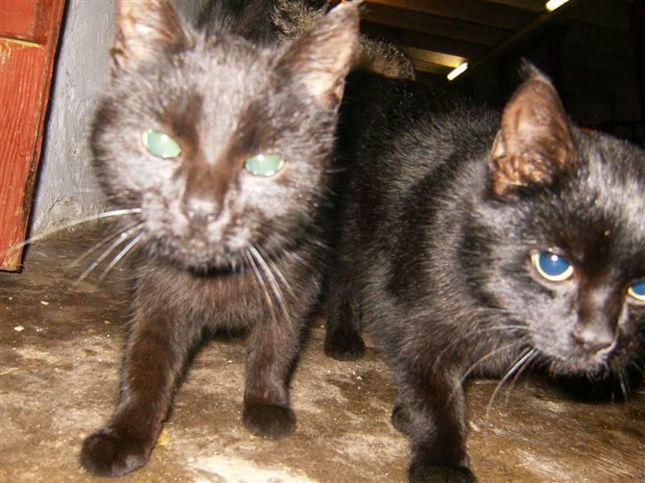 Blanding af racer Marie - Mig og min bror - kan aldrig skilles ad! billede 20