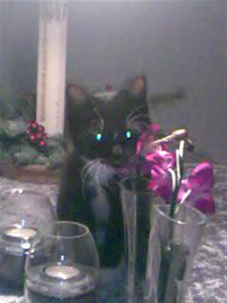 Huskat fnug billede 4