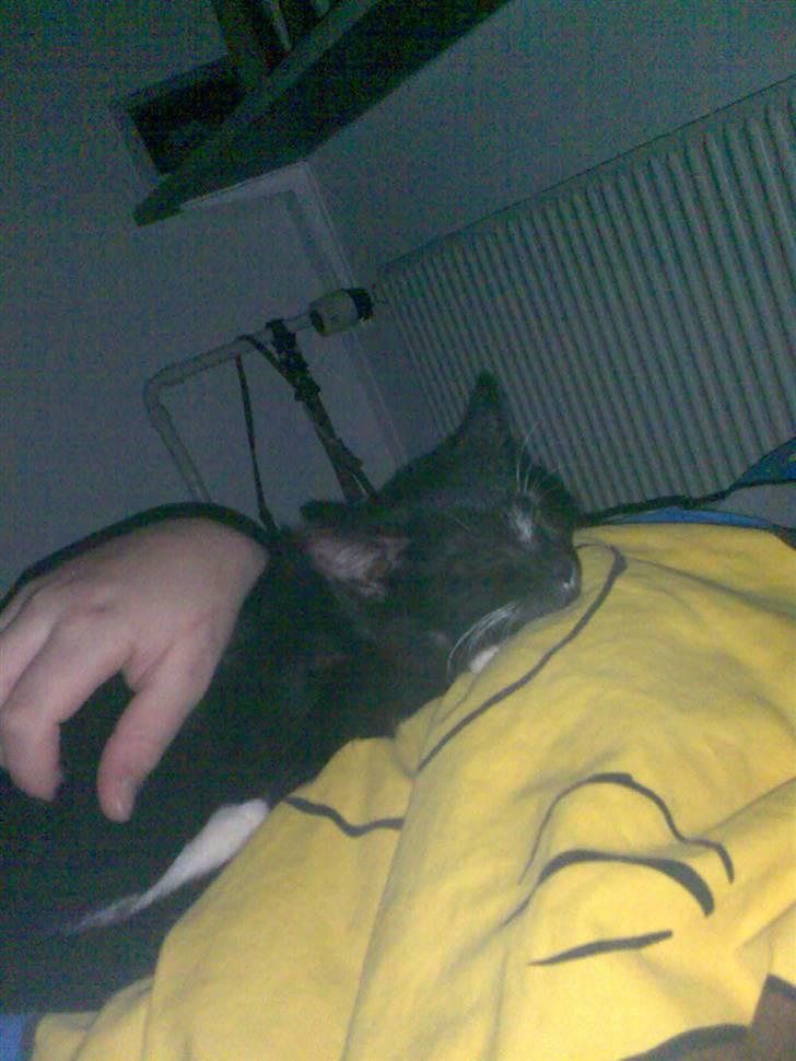 Huskat fnug - min lille fnug sover:P billede 5