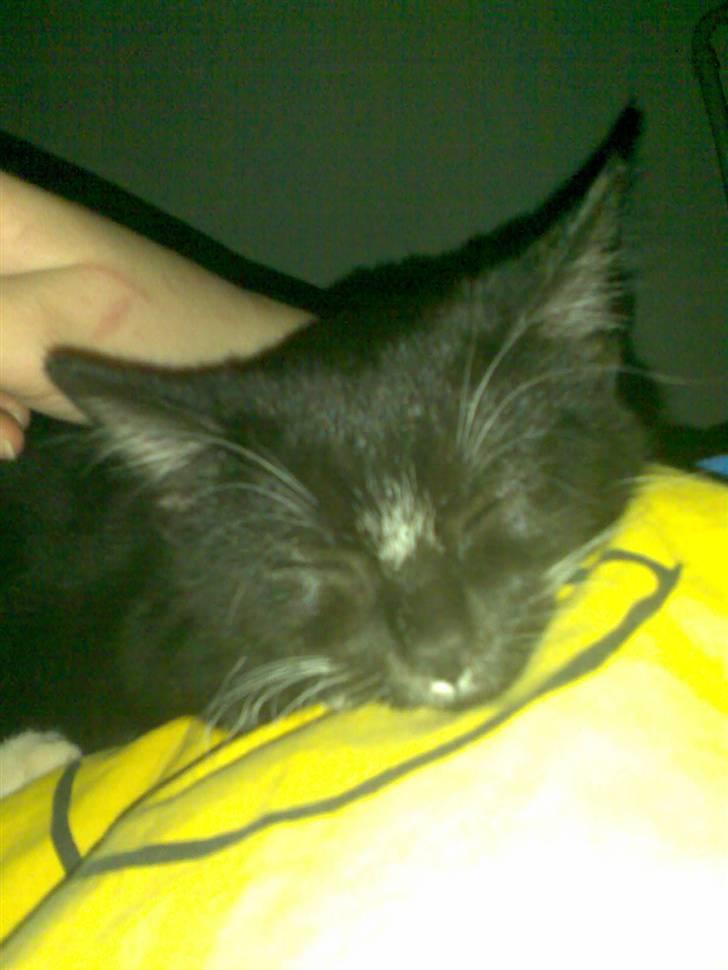 Huskat fnug - er den ikke sød når den sover:P billede 6