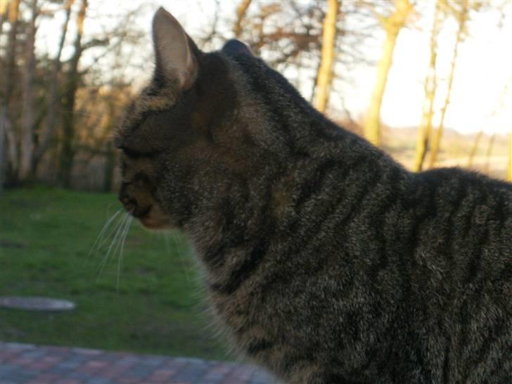 Blanding af racer Berta - Kigger på mine bedste venner - familiens 2 hunde :D billede 4