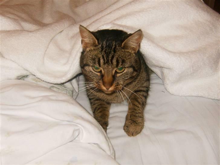 Blanding af racer Berta - Kuk kuk :P billede 5