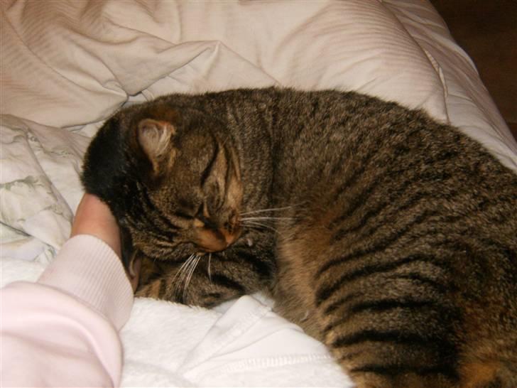 Blanding af racer Berta - Hihi (: Dejlig dyne billede 6