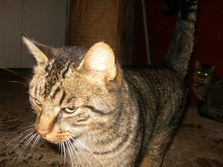 Blanding af racer Berta - Se lige hvor stor og flot jeg er :D billede 7