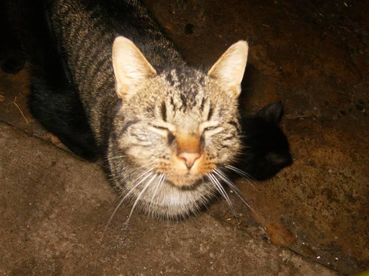 Blanding af racer Berta - *Smiler til fotografen* billede 8