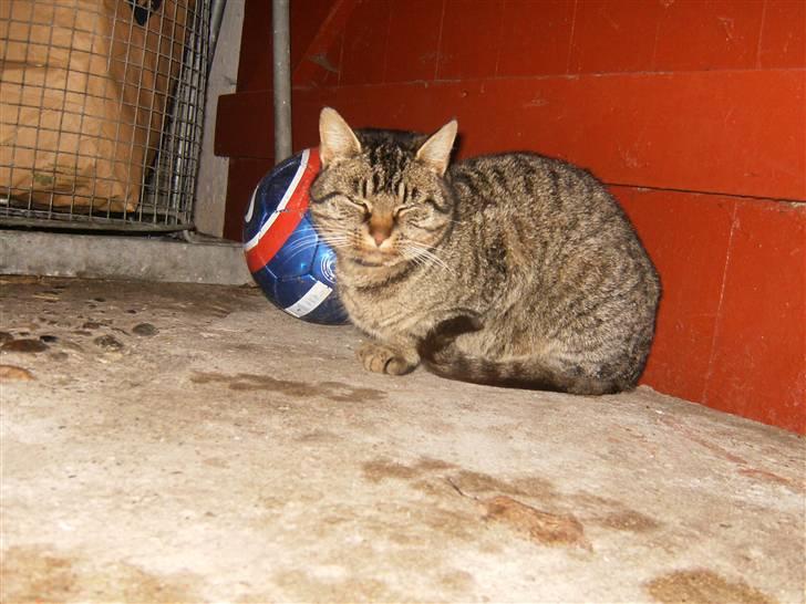 Blanding af racer Berta - Du vover på at tage min bold! <3 billede 9