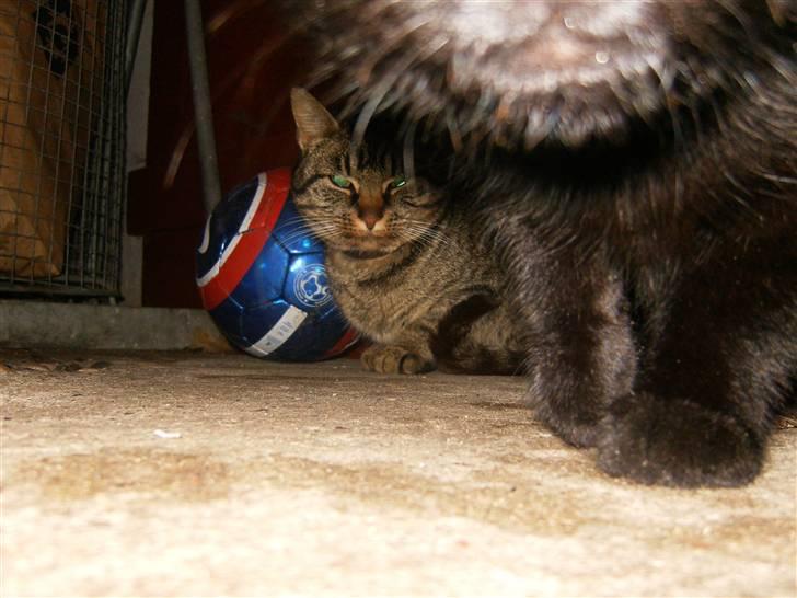 Blanding af racer Berta - Nej, Else Marie! Kameraet kan ikke spises - det giver hård mave ! xD billede 10