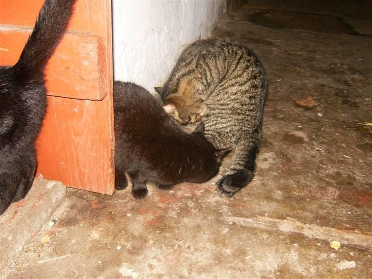 Blanding af racer Berta - (:<3 billede 11