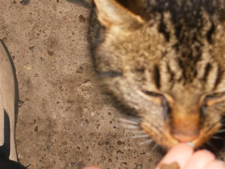 Blanding af racer Berta - [: <3 billede 13