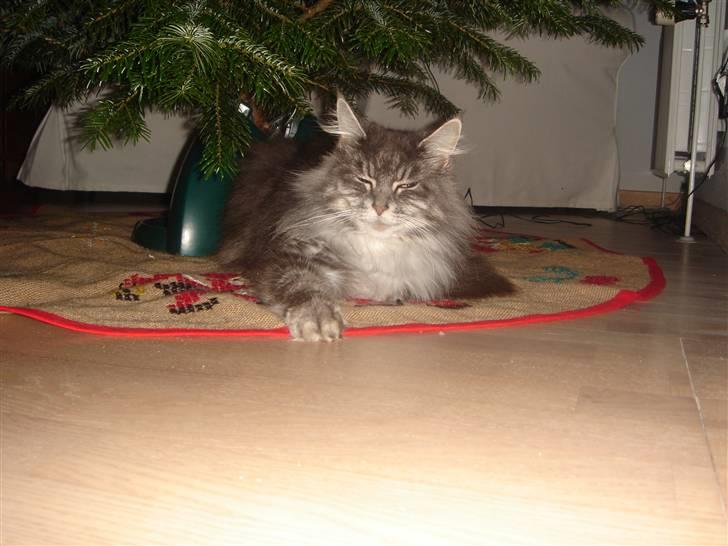 Maine Coon minni billede 1