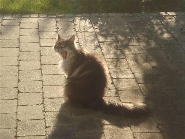 Maine Coon minni billede 2