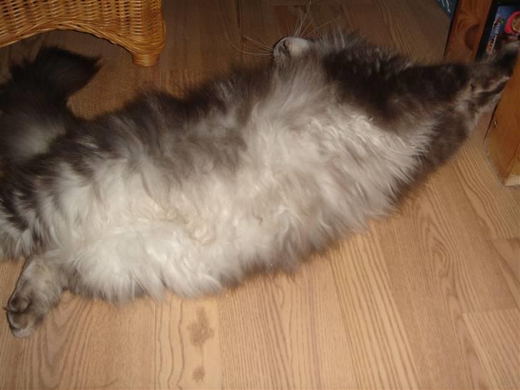 Maine Coon minni billede 3