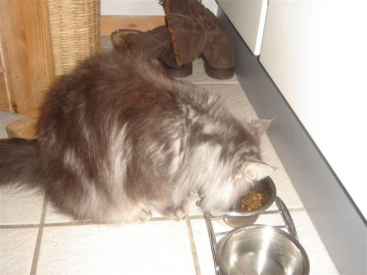 Maine Coon minni billede 4