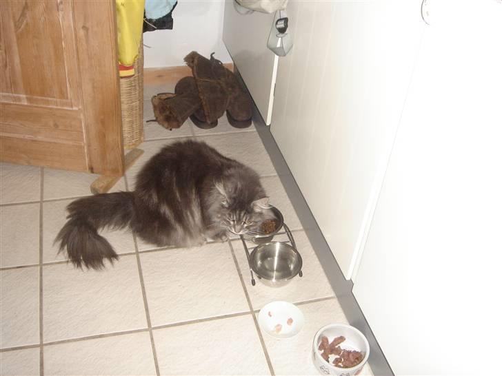 Maine Coon minni billede 5