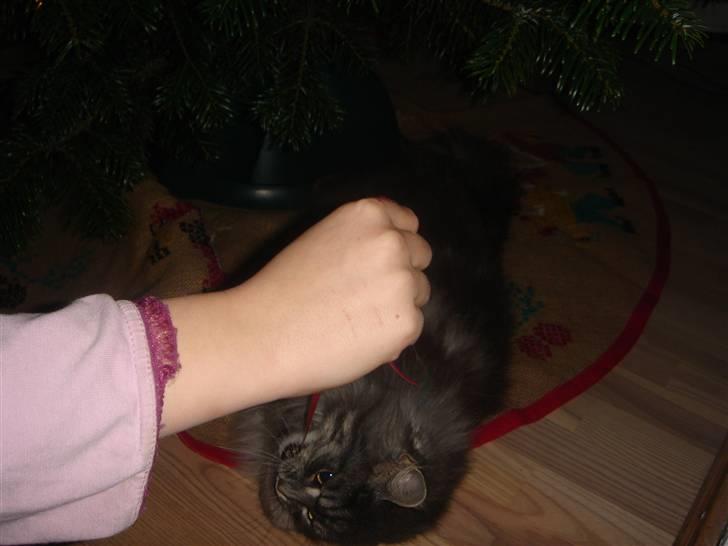 Maine Coon minni billede 6