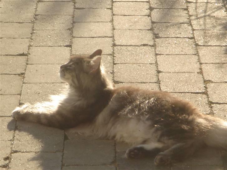 Maine Coon minni billede 7