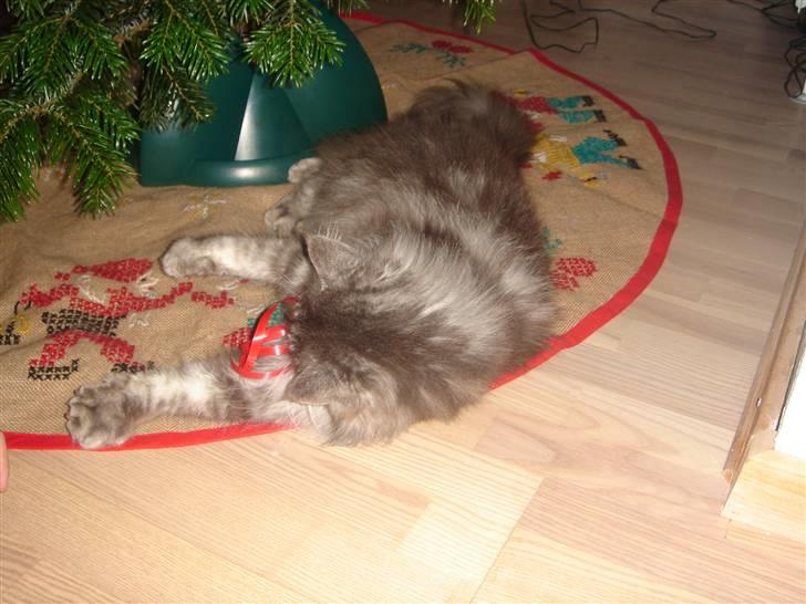 Maine Coon minni billede 8