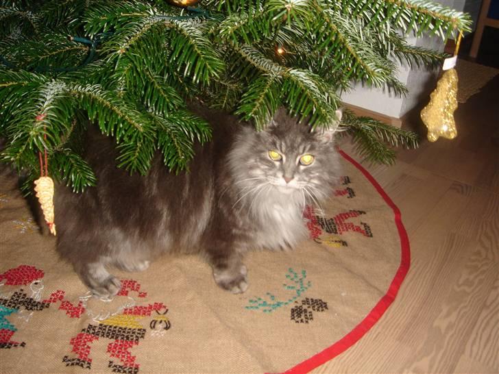 Maine Coon minni billede 9