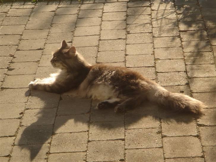 Maine Coon minni billede 10