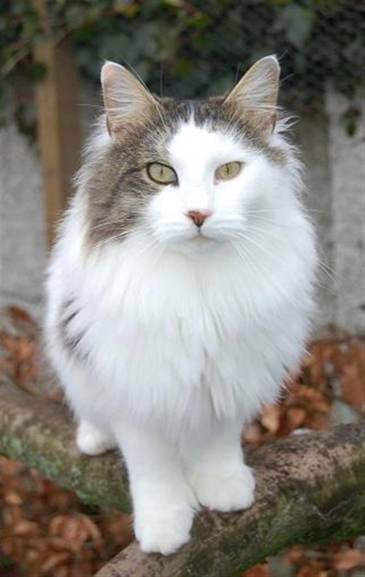 Maine Coon Line P (polydaktyl) - Line 2½ år billede 1