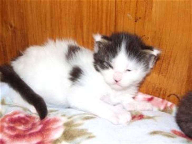 Maine Coon Line P (polydaktyl) - Line 3½ uge billede 2