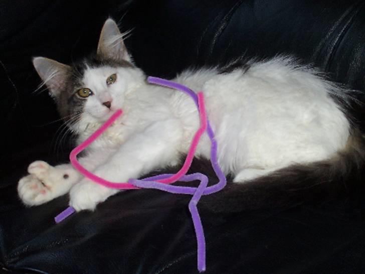 Maine Coon Line P (polydaktyl) - Line 13 uger billede 3