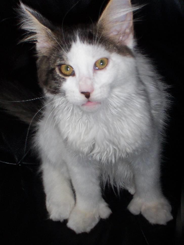 Maine Coon Line P (polydaktyl) - Line 13 uger billede 4