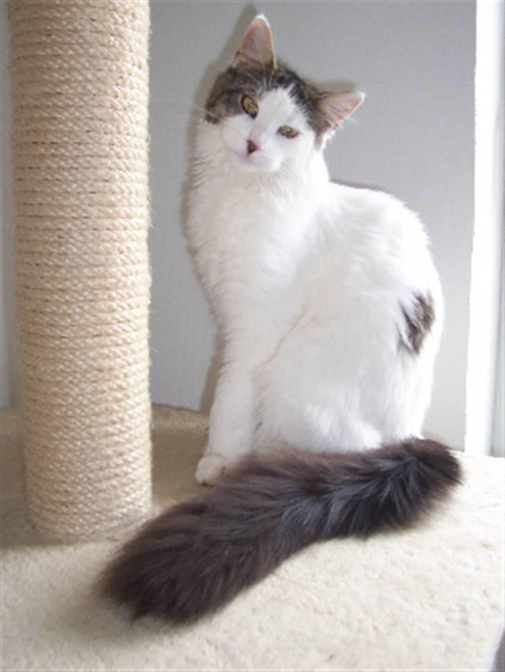 Maine Coon Line P (polydaktyl) - Line 7 mdr billede 5