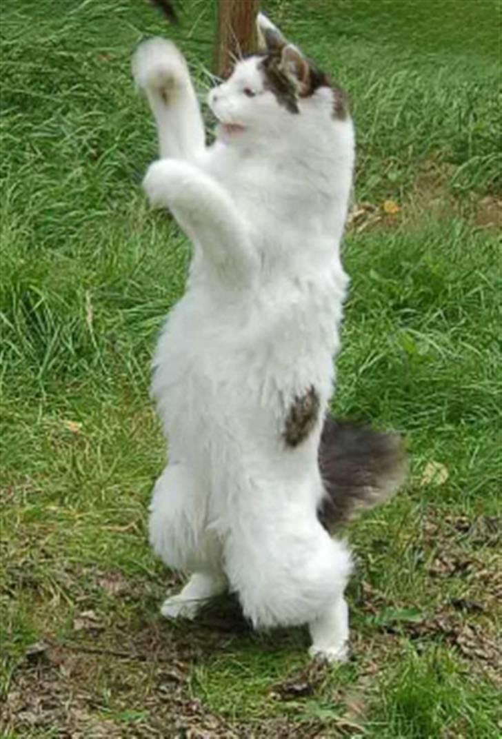 Maine Coon Line P (polydaktyl) - Line 8 mdr billede 6