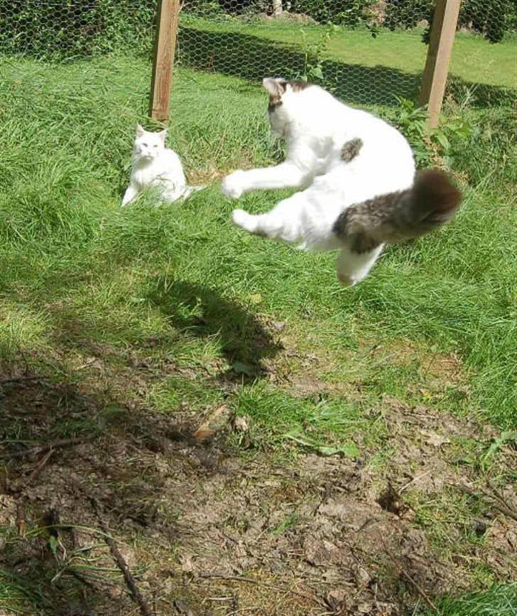 Maine Coon Line P (polydaktyl) - Line 8 mdr billede 7