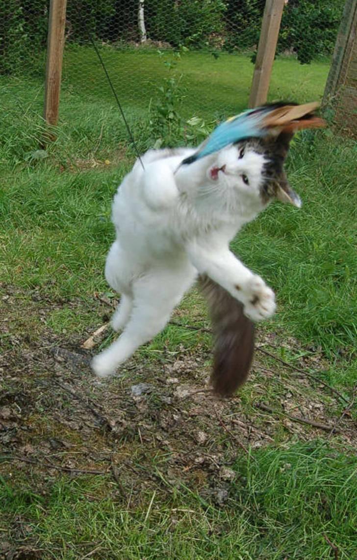 Maine Coon Line P (polydaktyl) - Line 8 mdr billede 8