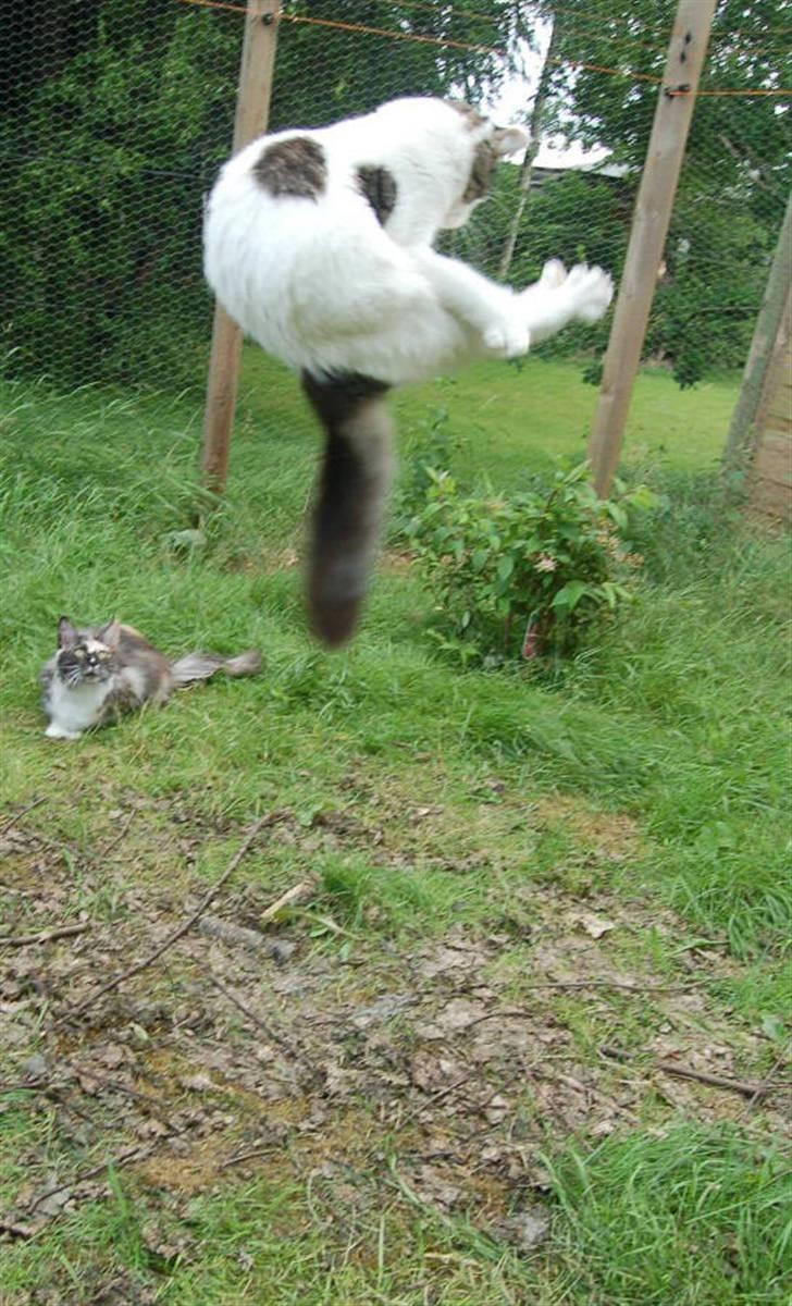 Maine Coon Line P (polydaktyl) - Line 8 mdr billede 9