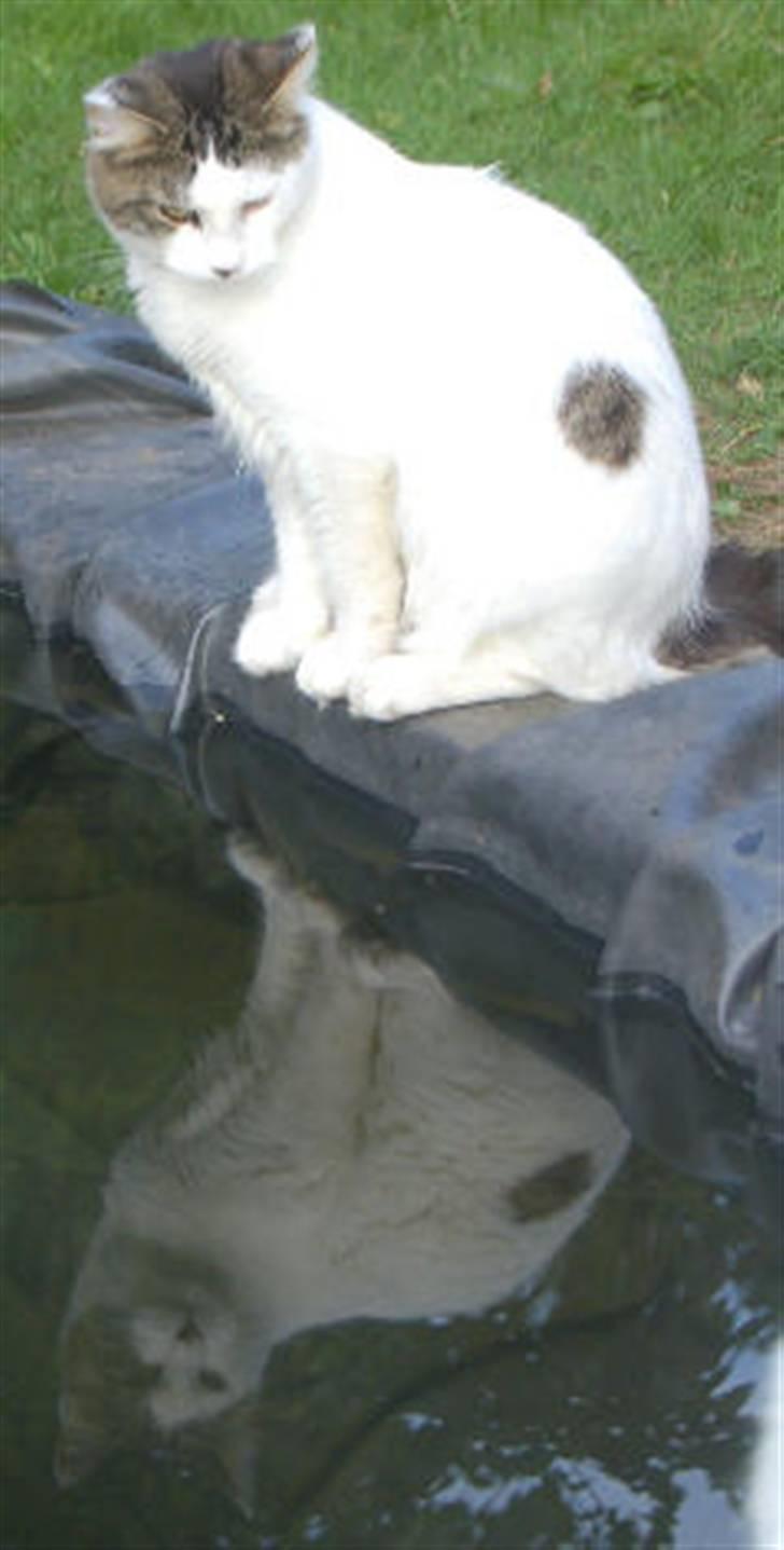 Maine Coon Line P (polydaktyl) - Line 9 mdr billede 10