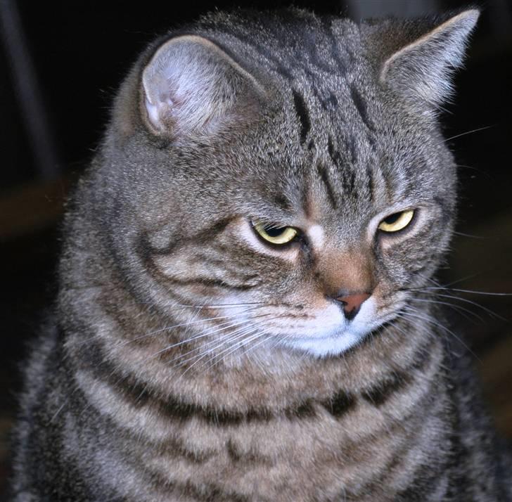 British Shorthair Archibald - Et typisk billede af Acce. Han er skøn... billede 15