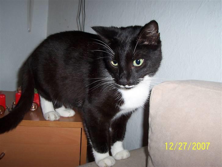 Huskat Mynne - mors smukke missepige.. billede 1